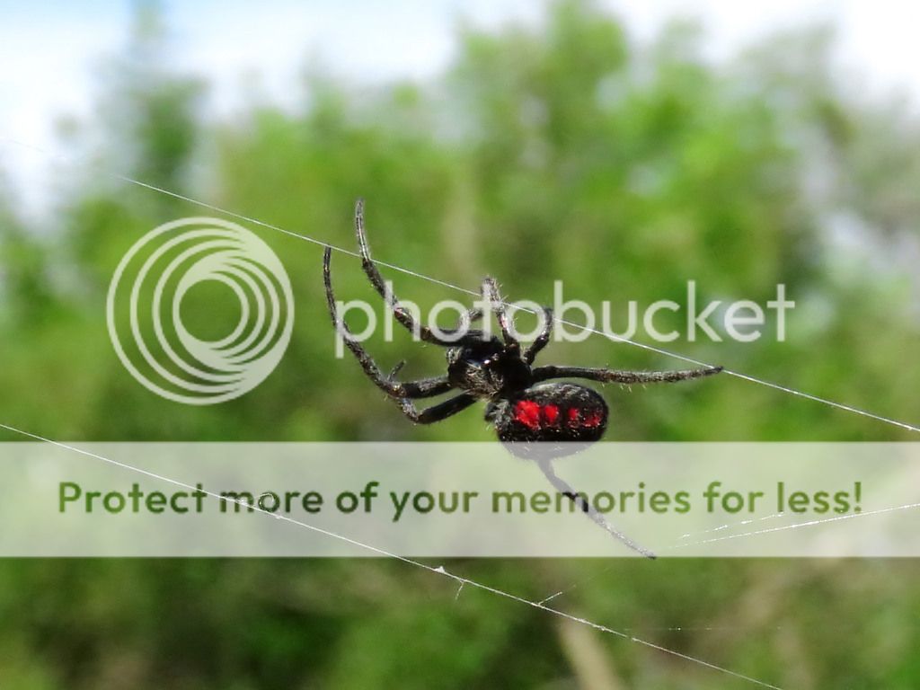 FORONATURA Arañas (Parawixia Bistriata) Invertebrados